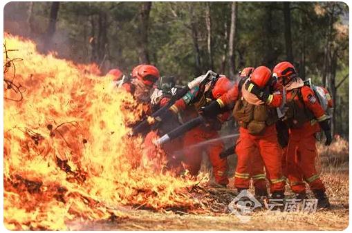保護(hù)森林資源安全,構(gòu)筑生態(tài)麗江